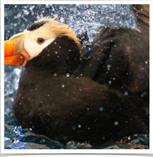 Puffin Tufted - Splashing Puffin Tufted - Splashing